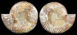 Cut & Polished Perisphinctes Ammonite - Madagascar #51250-2